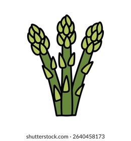 Three asparagus spears vector illustration
