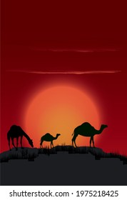 Three Australian camels in the outback of Australia with moon in the background