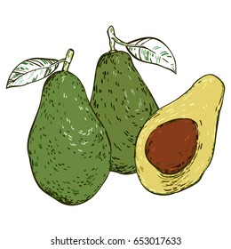 Three avocados colored  hand-drawn sketch