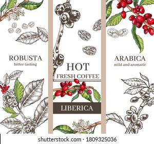 three background design options for coffee varieties robusta, liberica, arabica, graphic images of coffee beans and plants, black and white sketch and colorful berries,