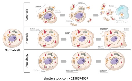 Three basic forms of cell death: apoptosis (chromosome condensation, nuclear fragmentation), autophagy (autophagosome formation), necrosis (membrane rupture, organelles swelling). 