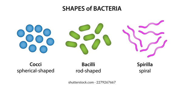 Las tres formas básicas de las bacterias