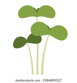 three basil pods microgreens in vector