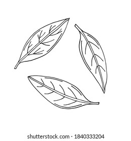 Three bay leaves. Tea leaf. Vector hand drawn doodle illustration. Black and white silhouette