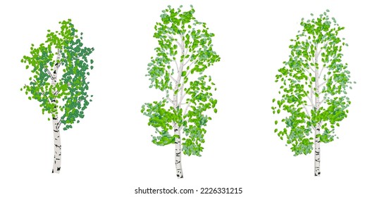 Three beautiful birch trees in realistic style. Vector illustration isolated on white background. 