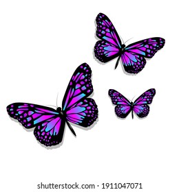 
Three beautiful and bright  purple butterflies