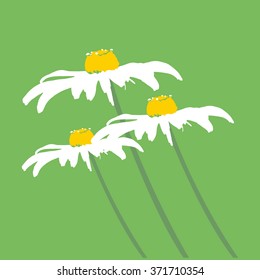 three beautiful Daisy flower Jerusalem artichoke