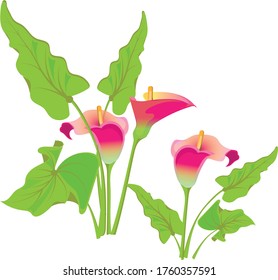 Tres hermosas flores de calila rosadas con grandes hojas verdes alrededor. Dibujo de vectores para diseño.