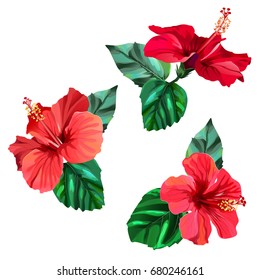 Three beautiful red hibiscus flowers with leaves