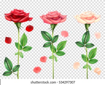 Three beautiful red and pink roses and petals set isolated on transparent background realistic vector illustration