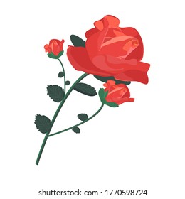 Three beautiful tea roses for any design