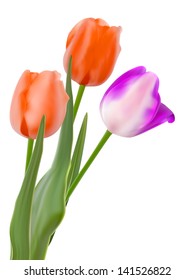 Three beautiful tulips, isolated on white background. And also includes EPS 8 vector