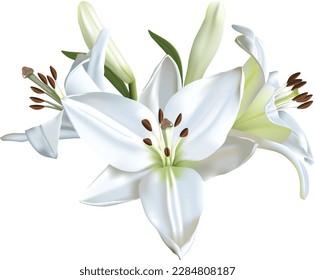 Three beautiful white lilies isolated on a white background
