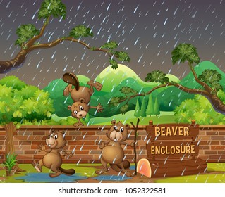 Three beavers in the zoo on the rainny day illustration