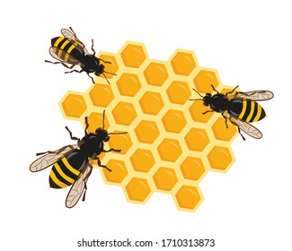 Three bees on honeycombs. Vector illustration on white background.