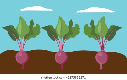 Three beets isolated on a garden bed against the background of the spring sky.