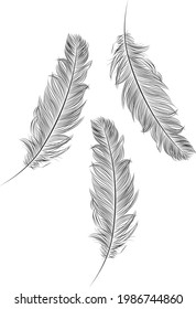 Three bird feathers illustration, Vector line art of fur, Logo element of the company