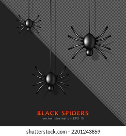 Three black glossy venomous spiders hanging on web. 3D carnivorous creepy animal isolated on black and transparent background. Shiny Halloween character for decoration. Horror concept