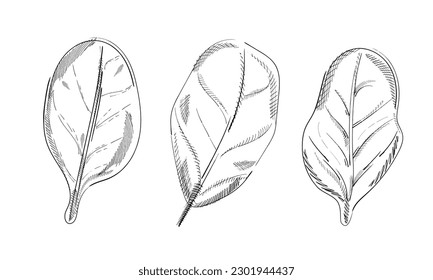 Three Black Hand Drawn Basil Leaves. Detailed Organic Product Sketch. Cooking Spicy Ingredient. Italian Herbs.  Isolated On White Background.