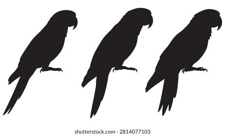Three black parrot silhouettes are shown against a white background displaying the bird's form in a flat style.