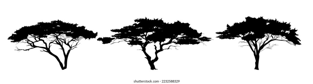 Three black silhouette of african trees on white background. Graphic drawing. Vector illustration.