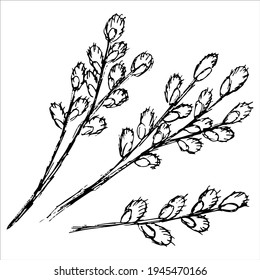 Three black and white grunge contour willow branches with catkins-flowers. Simple rough sketch of a spring plant