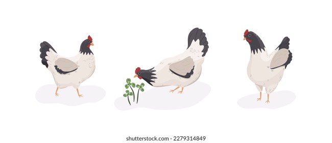 Three black and white hens and clover. Funny chickens in different poses.