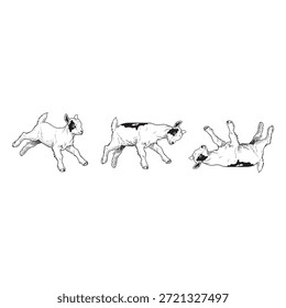 Drei schwarz-weiße Illustrationen von Ziegen, die an verschiedenen Positionen auf weißem Hintergrund liegen
