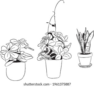 Three black and white plants in vector