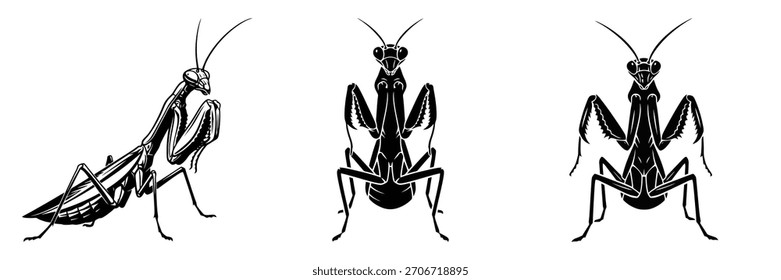 Tres ilustraciones de mantis de oración en blanco y negro ofrecen un elemento gráfico único para proyectos de diseño