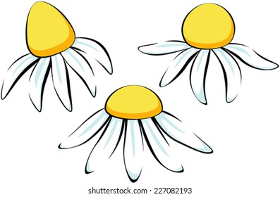 Three blooming flower. Large yellow head chamomile with white petals. Black contour. Isolated on white background