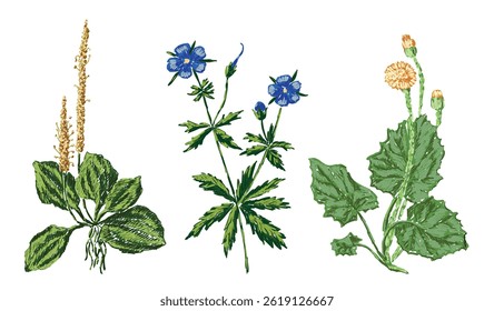 Three blooming herbaceous wildflowers, plantain, dandelion, daisy, hand drawn vector illustration isolated on white