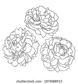 Three blooming peony black outlines isolated on white background. Floral vector illustration for postcards, posters, decor, design, tattoos