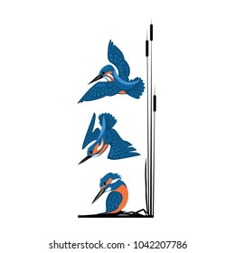 three blue kingfishers