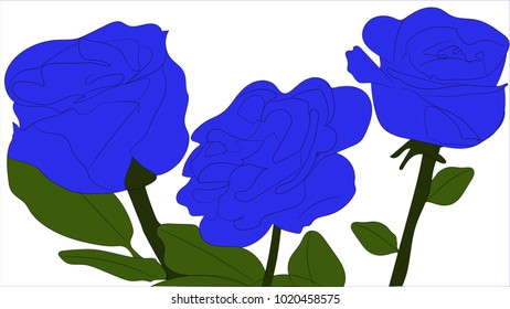 three blue roses