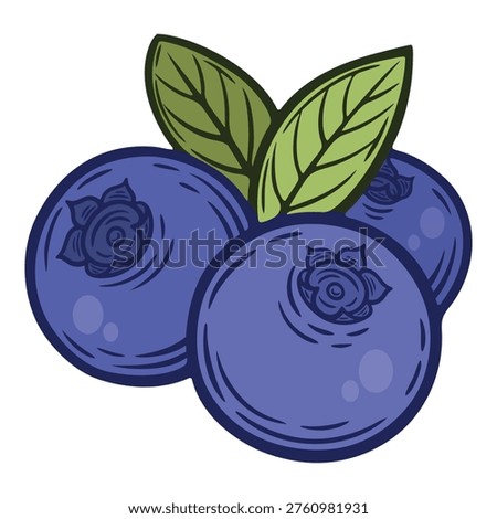 Three blueberries with green leaves, colourful, hand-drawn illustration, line art contour, isolated