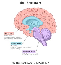 three brains neocortex, limbic brain, reptilian brain. Sensory perception, emotions, and survival instincts diagram hand drawn schematic vector illustration. Medical science educational illustration