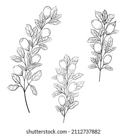 Three branches with berries and leaves in black on white background.  Template for cards, packaging, drawing on dishes, fabric, paper. Illustration for coloring. EPS 8.