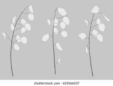 Three branches of fine graceful lunarians, vector illustration, isolated object, black and white drawing