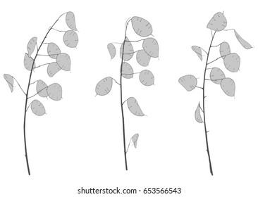 Three branches of fine graceful lunarians, vector illustration, isolated object, black and white drawing
