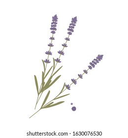 Three branches of lavendula. Lavender flowers for cosmetic products, menu, label, logo, templates, wrapping paper, invitations, greeting cards, prints, posters, tags. Vector stock illustration.