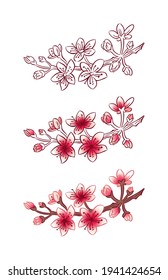 three branches of sakura: contour drawing, drawing with 
partial filling and color drawing on a white background, vector