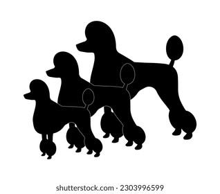 Three breeds of poodle: Toy Poodle, Miniature Poodle and Standard Poodle.