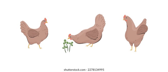 Three brown hens and clover. Funny chickens in different poses.