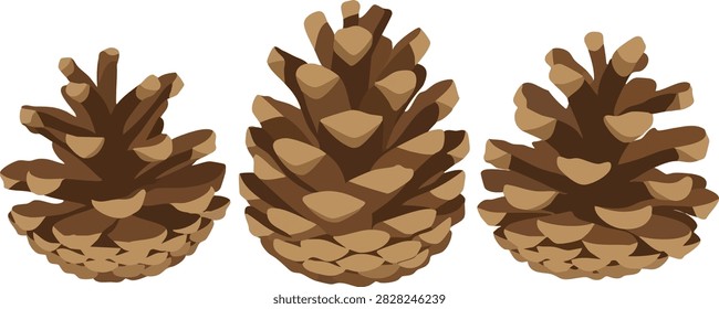 Three brown pine cones with textured scales, isolated on transparent background Vector Illustration