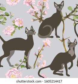 Three brown siamese or sphinx cats in pink sakura flowers on a blue background seamless vector illustration. Felis catus. Image of a silhouette of a bald and hairless cat. Endless pattern. EPS10