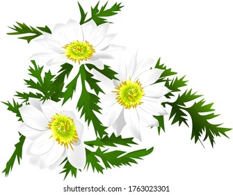 three buds of a medicinal plant adonis with white flowers and green leaves