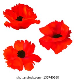 Three buds of red poppies