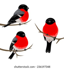 Three bullfinches on the branches. Vector illustration.