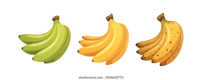 Three Bunches Of Bananas At Different Stages Of Ripeness, Green And Unripe, Yellow And Ripe And With Brown Spots